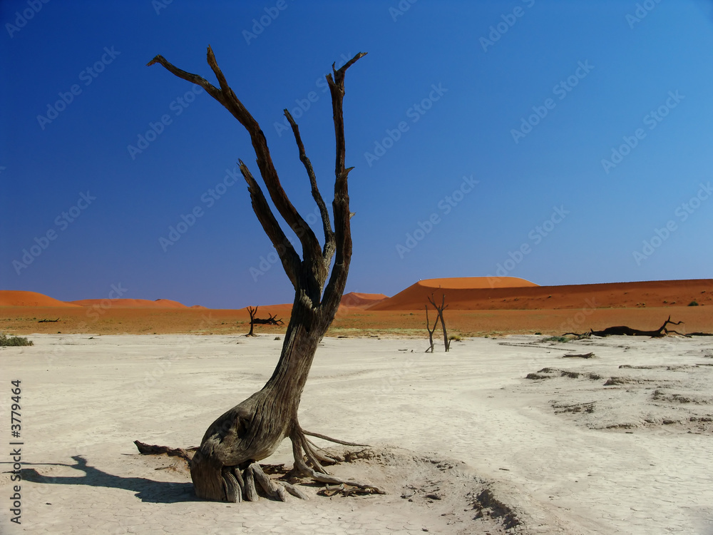 Dead Tree in the namib desert