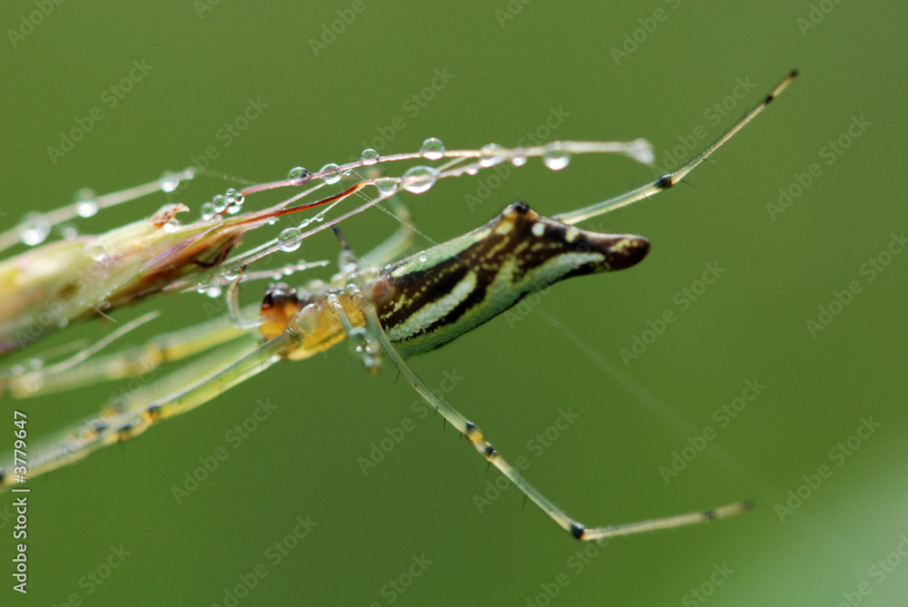 Fototapeta premium Spider and spider web in the parks