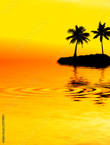 palmier - lagon