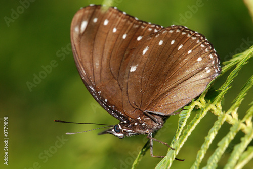 Beautiful butterfly and flowers in the gardens 