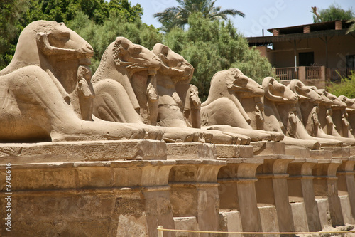 Egyptian Rams