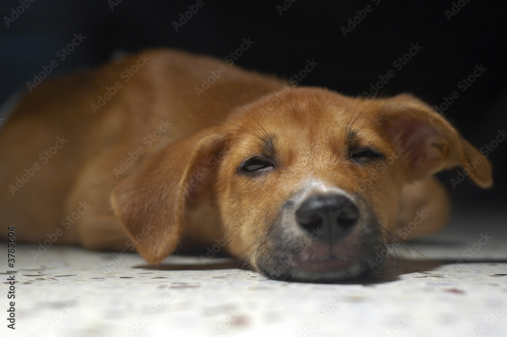 Brown Puppy Sleeping Brown Puppy Sleeping