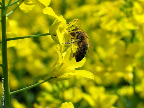 bee