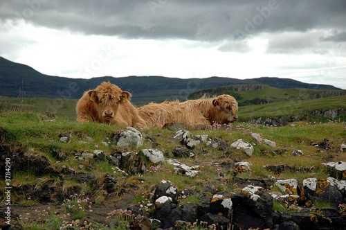 vaches dans la nature