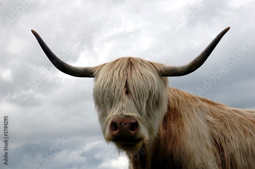 vache écossaise