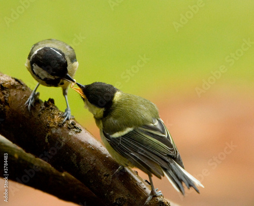 Great Tit ( Parus major) adult hen feeding baby photo