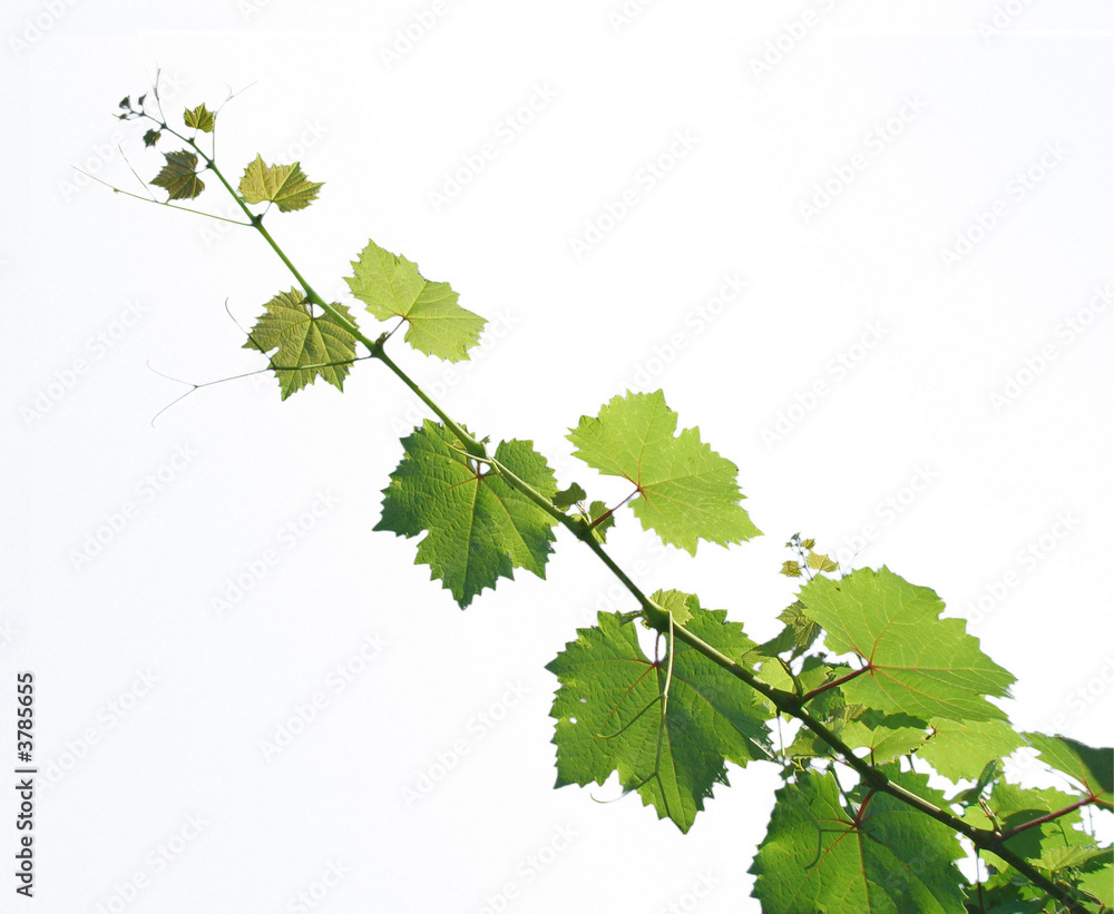 Weinrebe Weinrebe