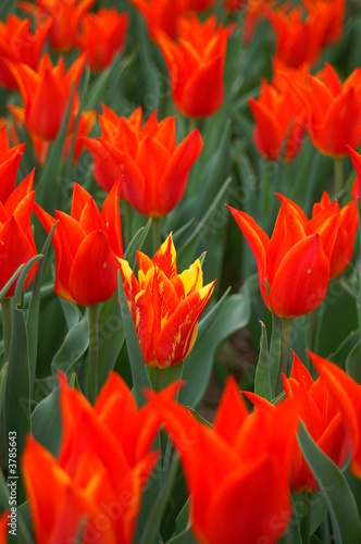 Variegated tulip