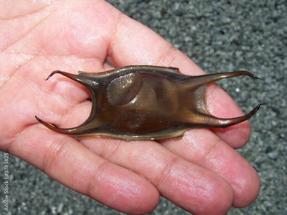 Foto Stock uovo di squalo Adobe