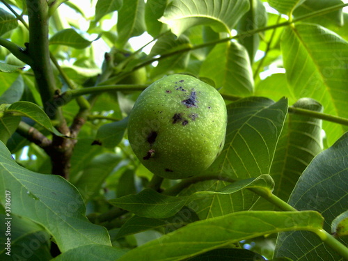 Bio-Walnuss