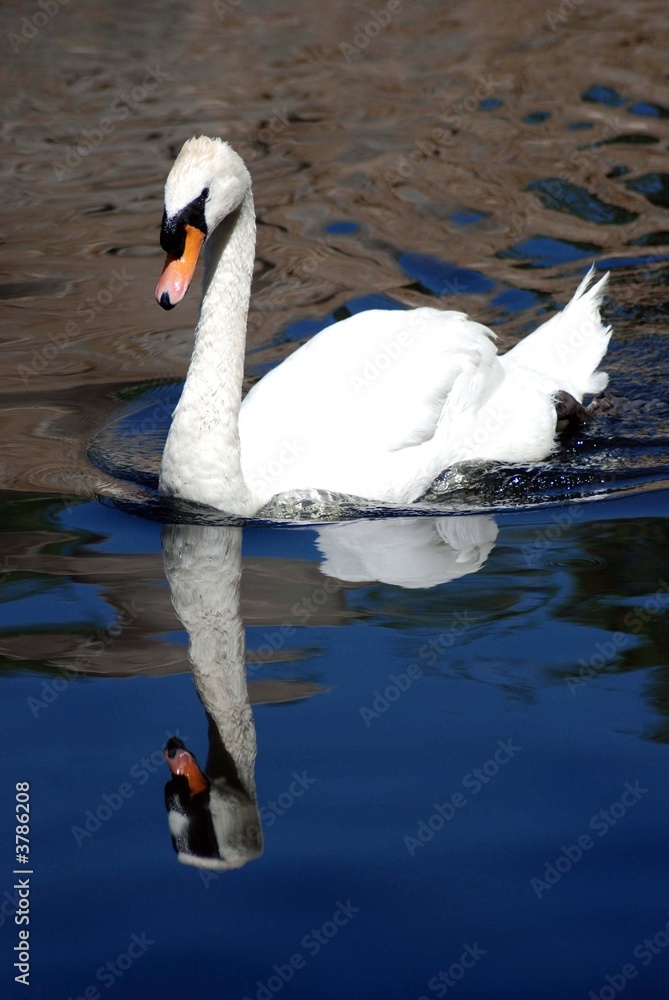 Naklejka premium Reflejo de Cisne -Lateral-