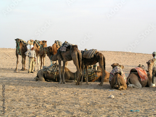 Desert Sahara and camels