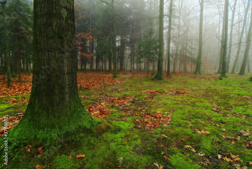 Old oak in a foggy autumn forest