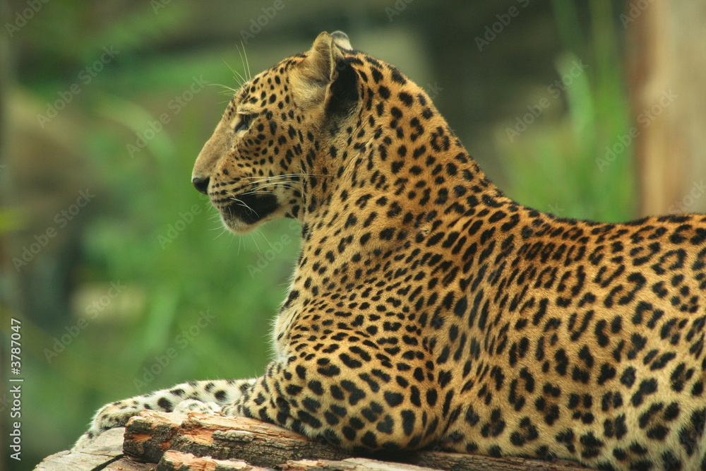 Sri Lankan Leopard Sri Lankan Leopard