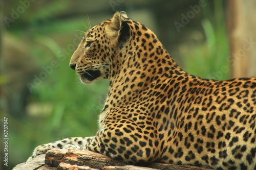 Sri Lankan Leopard