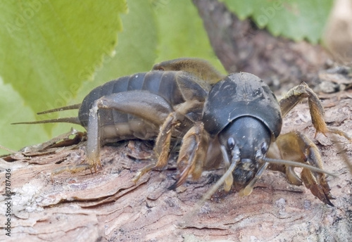 Gryllotalpa gryllotalpa