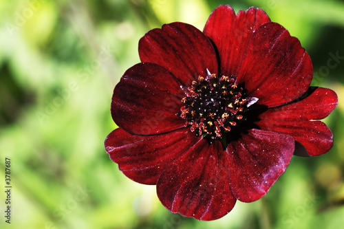 Chocolate cosmos