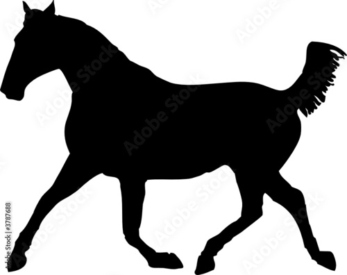 horse shadow