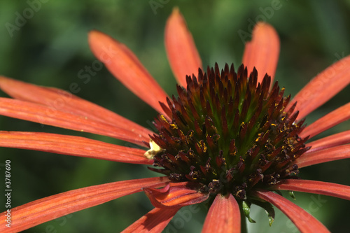 Echinacea purpurea Arts pride