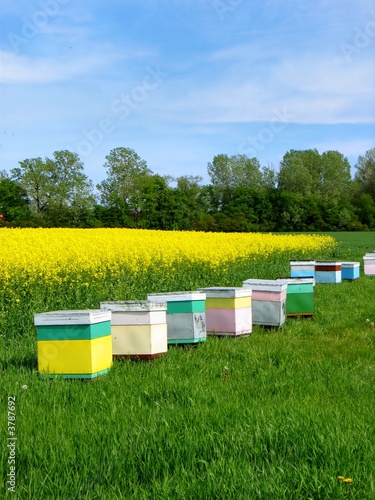 beehive