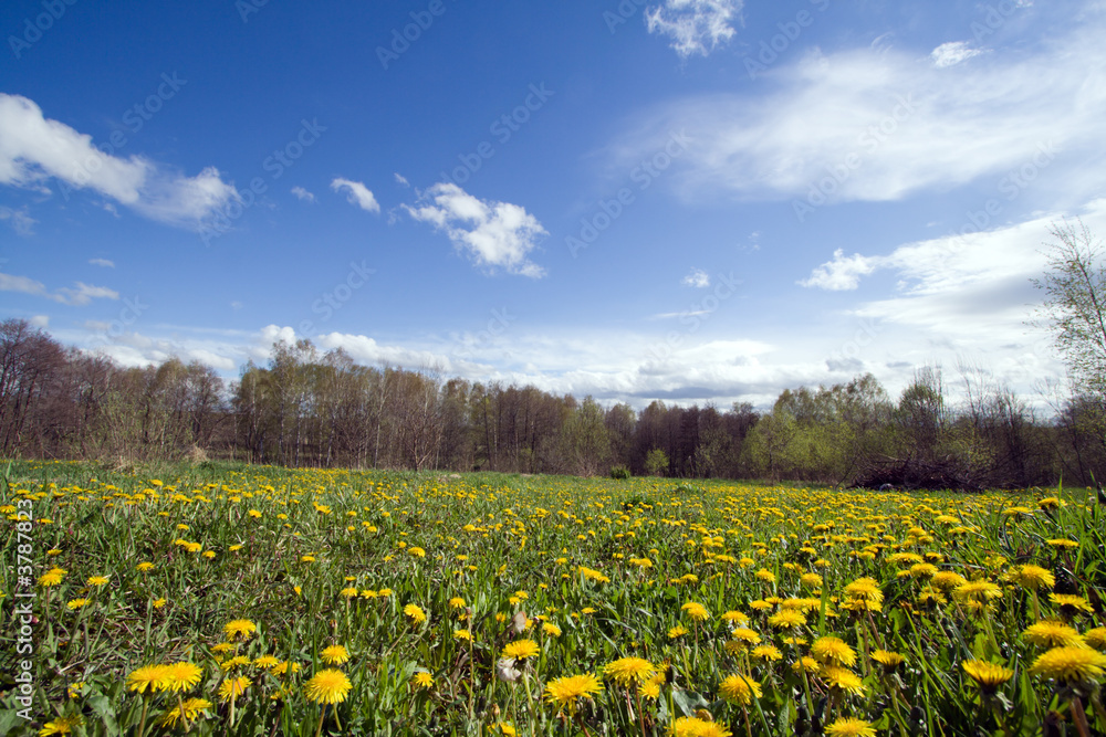 Obraz premium Field with dandelions at sunny day.
