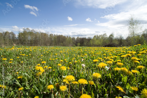 Field with dandelions at sunny day.
