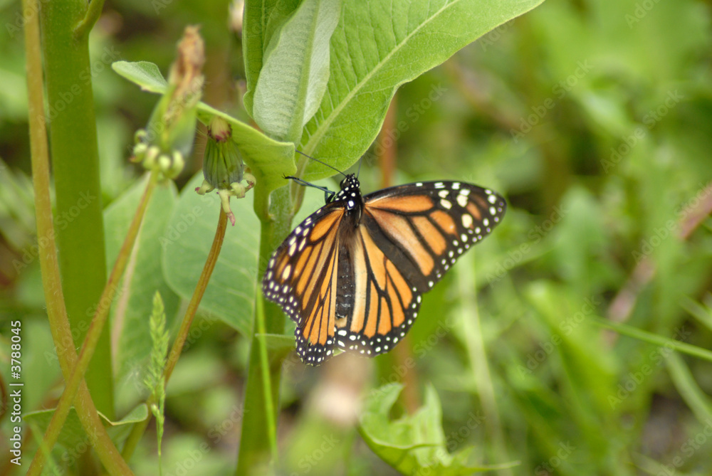 Resting Monarch Resting Monarch