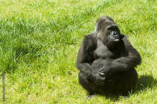 a gorilla on the grass in a zoo © Helder Almeida