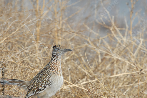 A roadrunner bird from southern New Mexico.