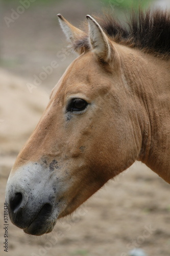  Przewalski's Horse © pusti