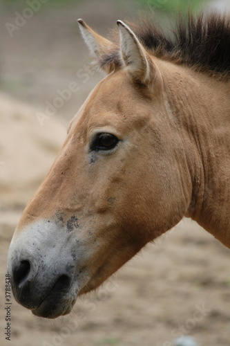  Przewalski s Horse