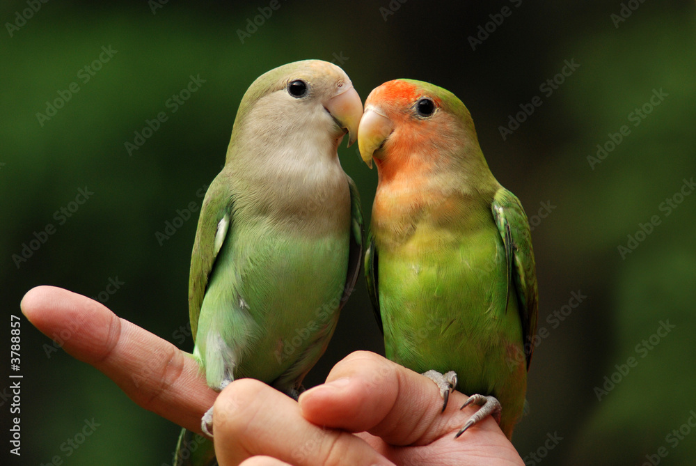 Fototapeta premium parrot and finger in the parks