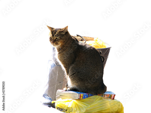 Cat sitting on objects