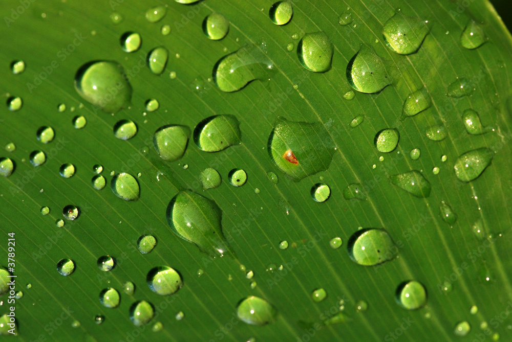 green grass and water droplets 