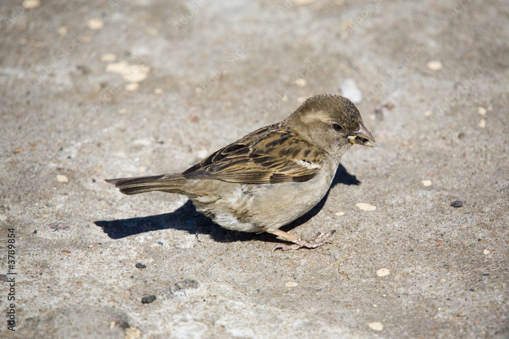 Sparrow with sunflower seeds close up Sparrow with sunflower seeds close up