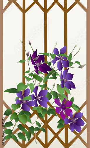Flowers of clematis. 
