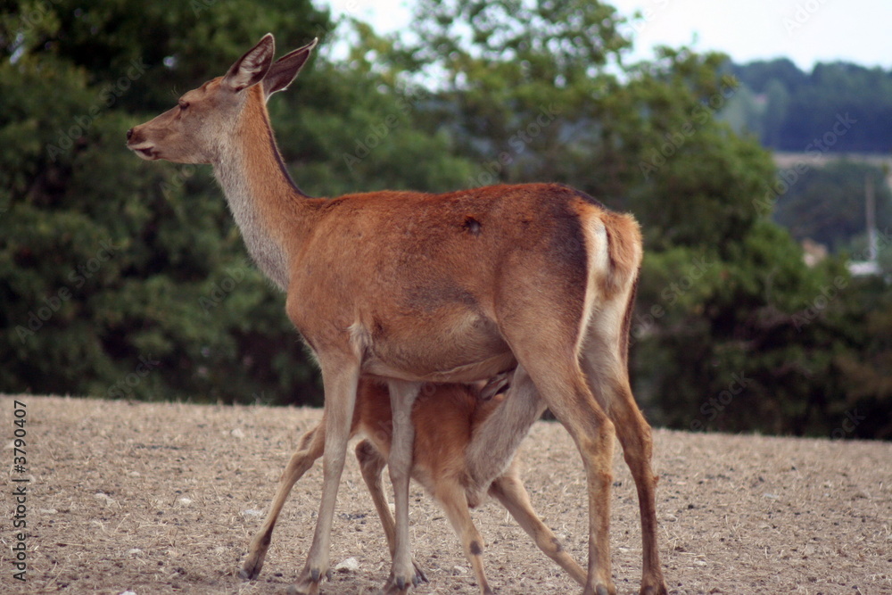 le faon et la biche le faon et la biche