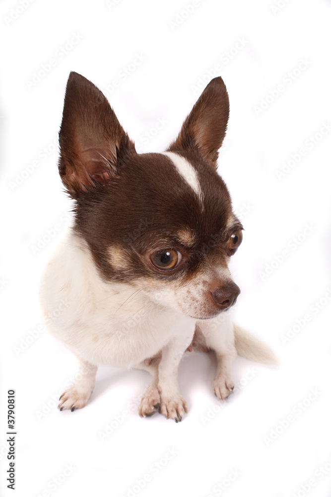 chihuahua chihuahua
