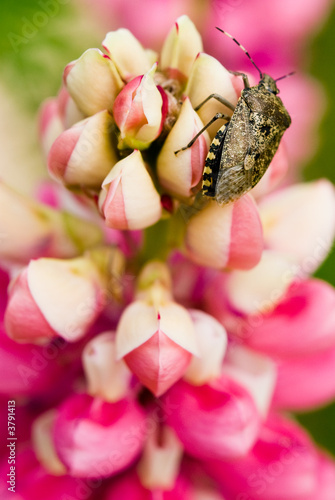 Holcostethus