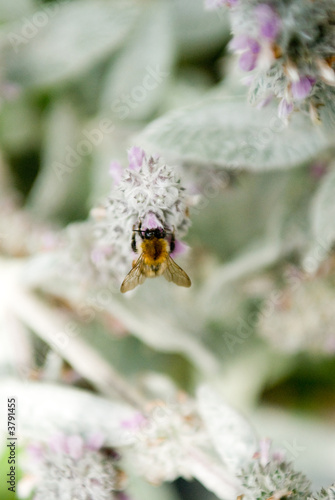 Abeille