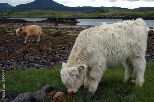 veau des highland