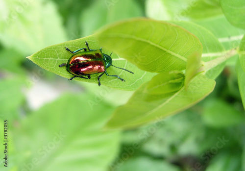 Dogbane Beetle