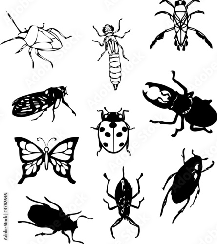 Insectes © gagou
