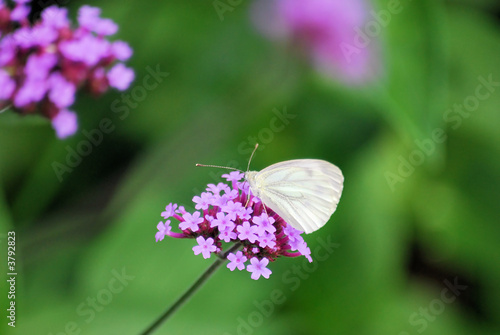 papillon