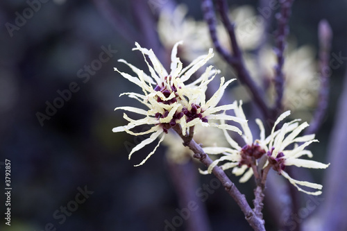 Winter-flowering witch hazel in bloom.