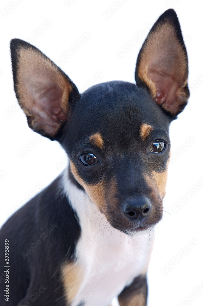 adorable small dog a over white background (Focus in the eye)