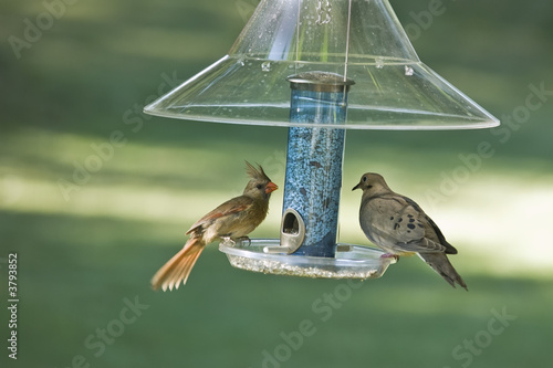 Female Cardinal and Mourning Dove