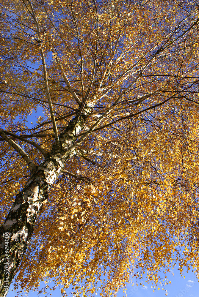 Fototapeta premium Baum im Herbst