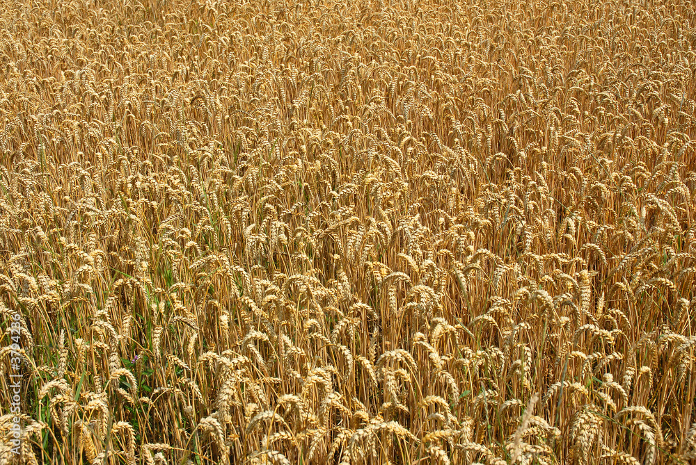 Weizenfeld Weizenfeld