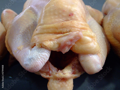 Poulet photo